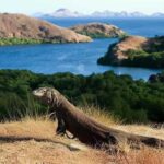 Wisata Pulau Rinca Labuan Bajo: Rumah Para Komodo Purba