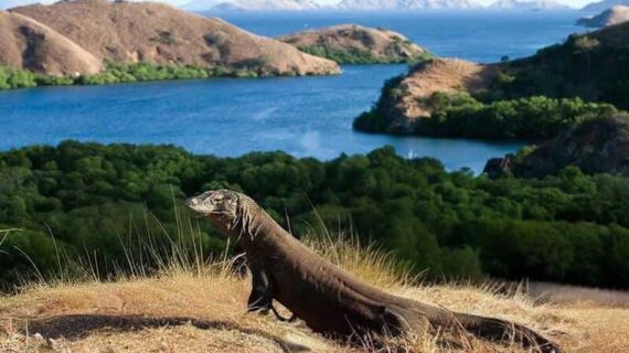 Wisata Pulau Rinca Labuan Bajo: Rumah Para Komodo Purba