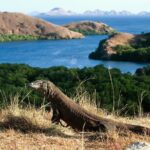Taman Nasional Komodo: Keajaiban Alam yang Menggugah Jiwa