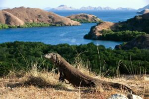 46jpg  Paket Wisata Private Trip Pulau Komodo