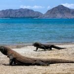 Wisata Pulau Komodo: Petualangan di Taman Nasional yang Menakjubkan
