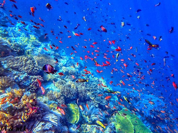 Crystal Rock Labuan Bajo bawah laut