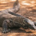 Exploring the Unique Ecotourism Experiences in Labuan Bajo and Komodo National Park