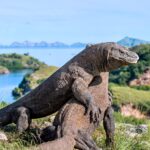 Exploring the Enchanting Taman Nasional Komodo: A Guide to Indonesia’s Natural Wonder