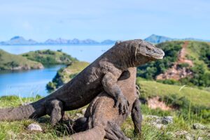 komodo3d83292ce882c318acd3969d2b6b9769djpg  Paket Wisata Private Trip Pulau Komodo