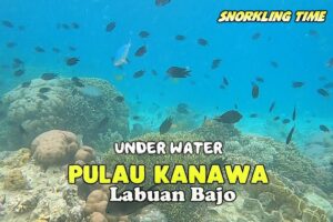 maxresdefaultjpg  Paket Wisata Private Trip Pulau Komodo