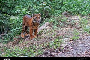 sumatrantigerpantheratigrissumatraeinitshabitatindonesiasumatra2B114CWjpg  Paket Wisata Private Trip Pulau Komodo